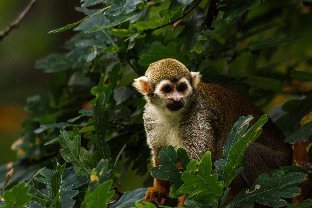 dinobreezy's tweet photo. Goodmorning everyone ☕️ Have a great Friday with these shots of the Squirrel Monkeys (Saimiri) in Dutch 🇳🇱 Doodshoofdaapjes 🐒

#GoodMorningX #FridayMotivation 
#squirrelmonkey #saimiri #doodshoofdaapje #monkey #Hoenderdaell #zoo #photography #canon #sigma #gknfotografie https://t.co/vW7CvoGhuB