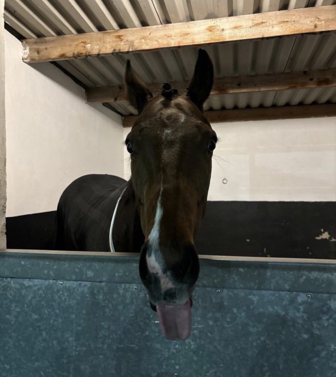 Today we run Showtime Mahomes <a href="/Redcarracing/">Redcar Racecourse</a> for <a href="/granttuerracing/">Grant Tuer Racing</a> with <a href="/olistammers/">Oli Stammers</a> taking the ride. It’s his first run at the seaside course, and in what looks a trappy race, hopefully he can fall over the line in front