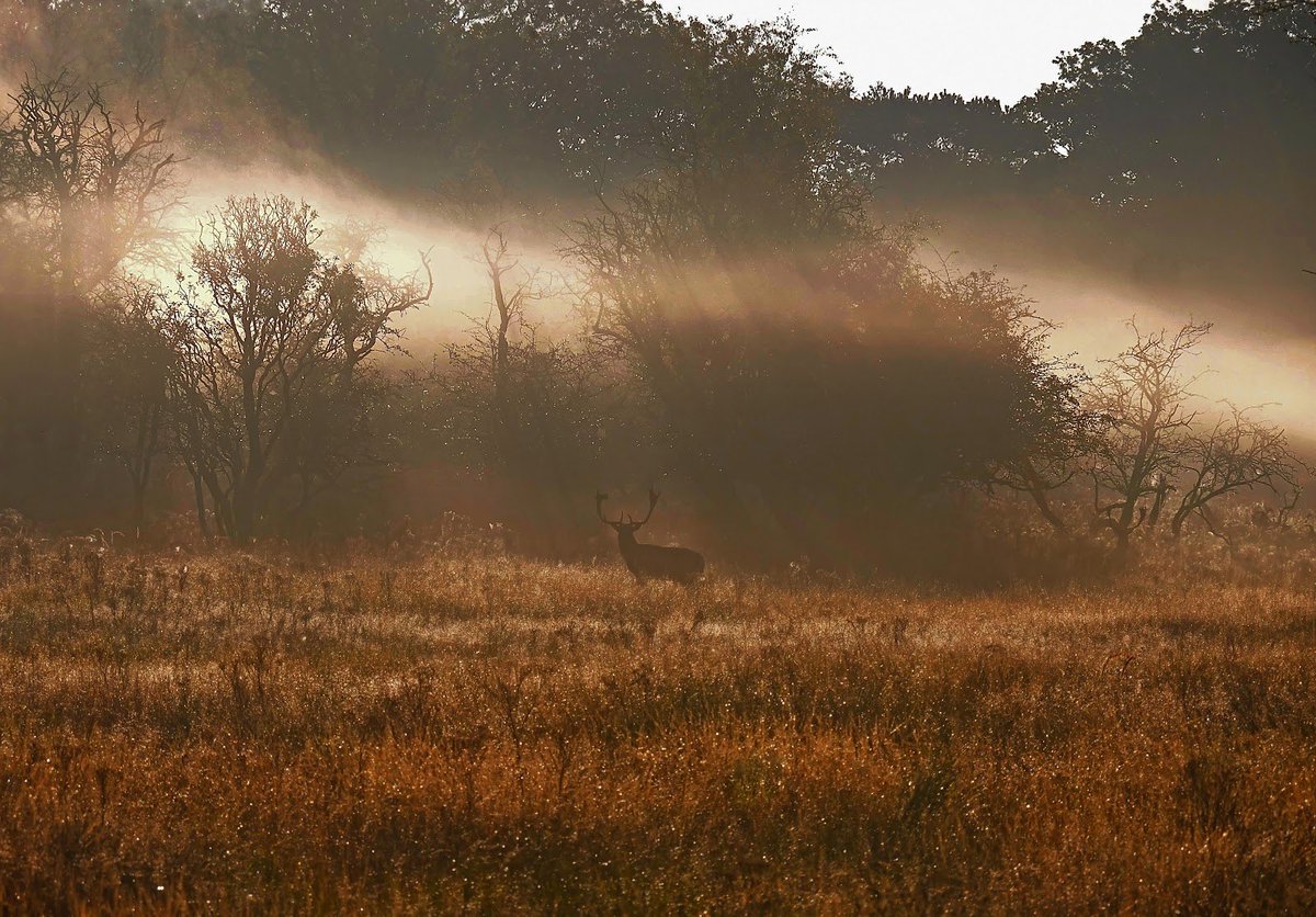 awdbossie's tweet photo. Fijn Weekend ……
Amsterdamse Waterleidingduinen AWD 🍂
De natuur ontdekken …is het begin van het beschermen. #bronst #damhert #goedemorgen #natuur #natuurbeleving #awd https://t.co/0OB10tyYLq