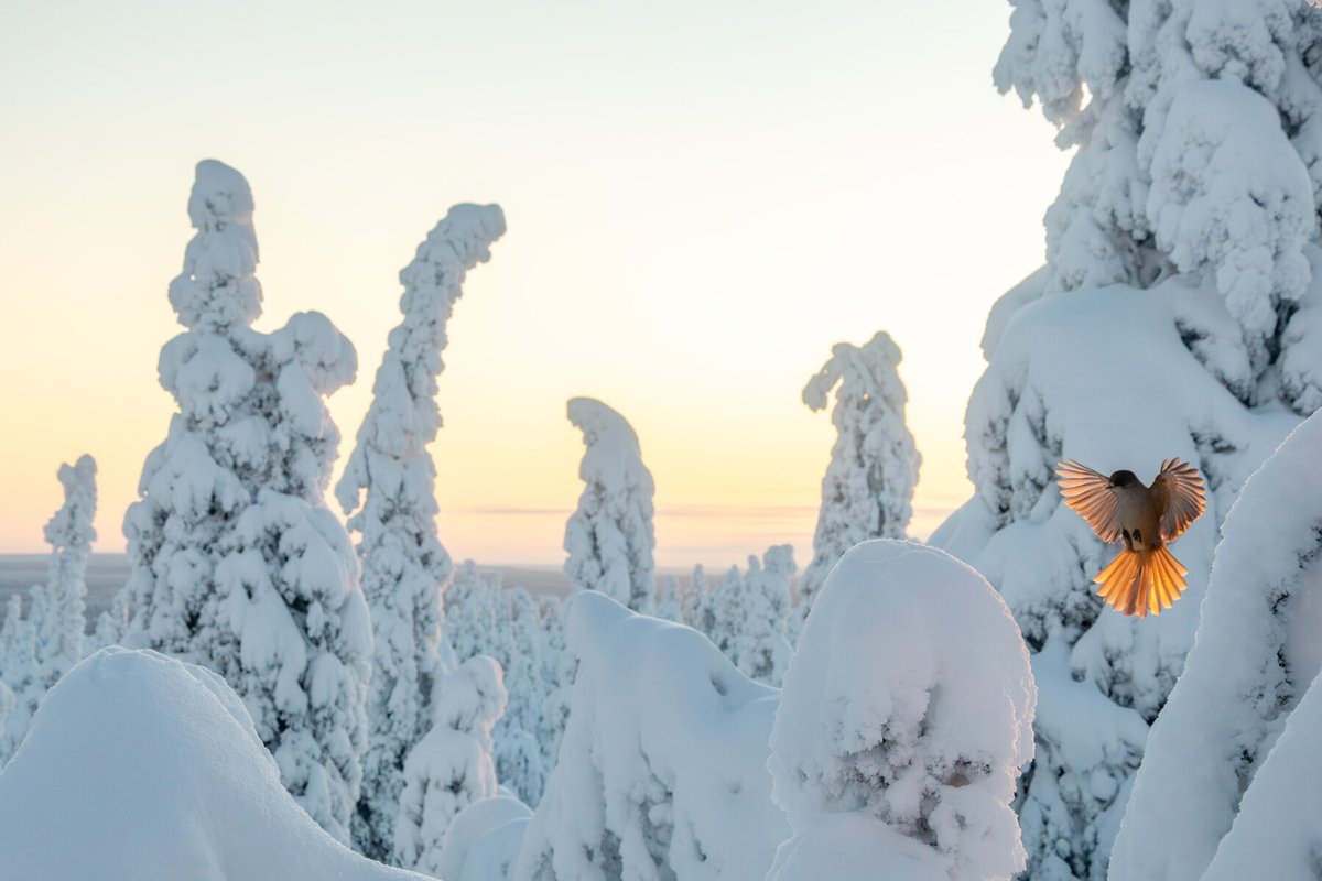 . <a href="/thisisFINLAND/">thisisFINLAND</a> writes "With its rugged fells, ancient forests and mirror-like lakes, Kuusamo offers nature photographers a front row seat to the magic of Finland’s  wilderness":
finland.fi/life-society/n…
More great reasons to visit the <a href="/KuusamoRuka/">Kuusamon kaupunki</a> region:
discoveringfinland.com/finnish-laplan…