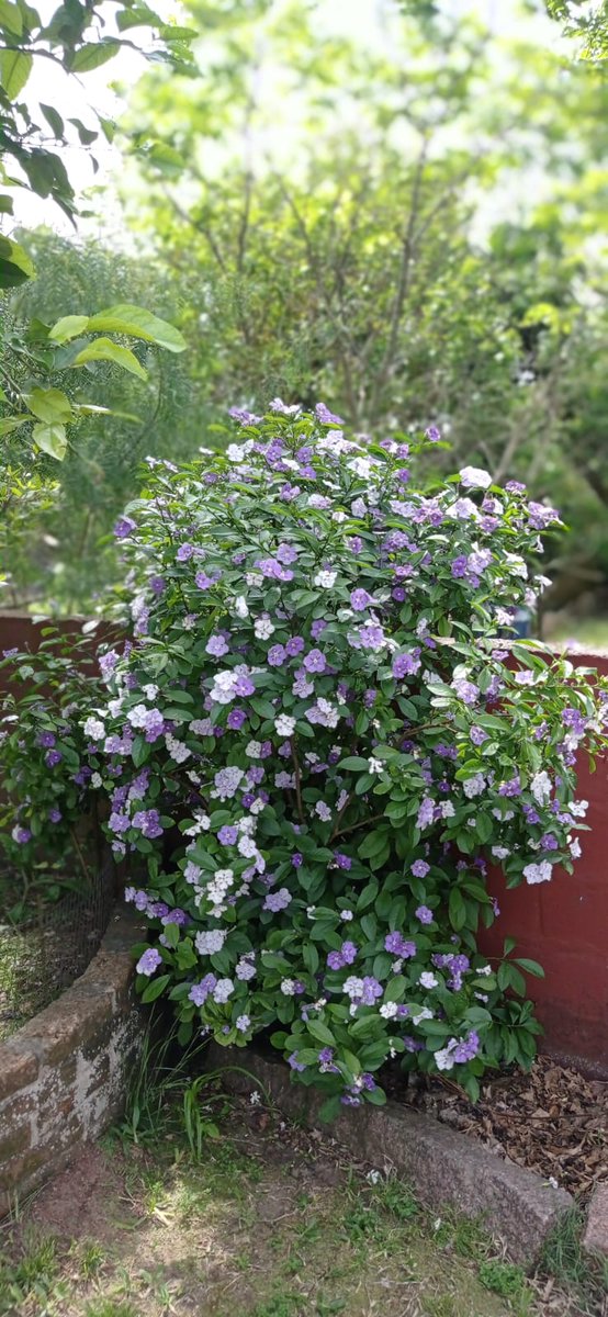 Buen día Orientales; por acá, por Melo 17 grados ¡ vamos!