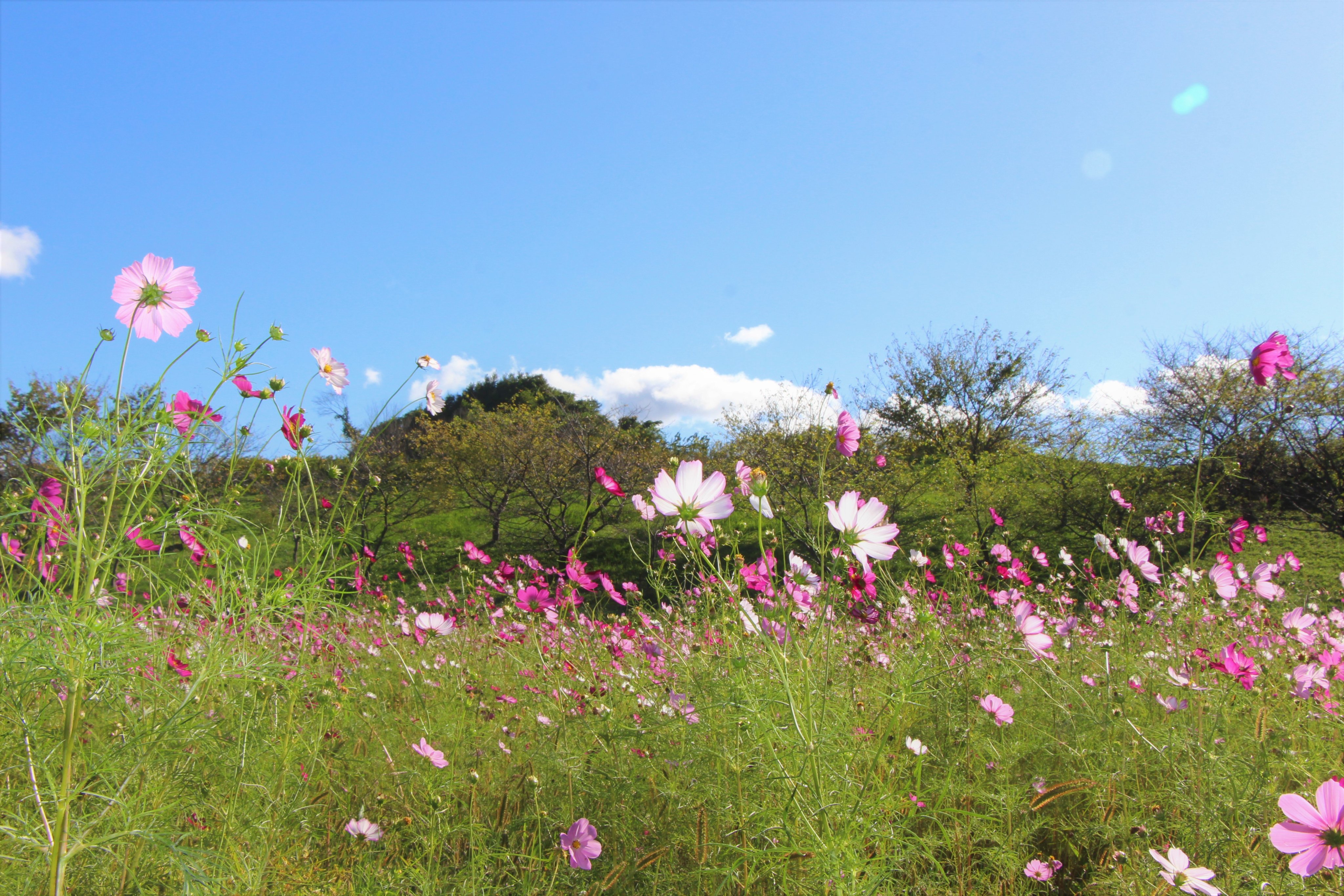 トコシエコウの花畑 Shikisai-no-Oka in Hokkaido, where the flower fields are