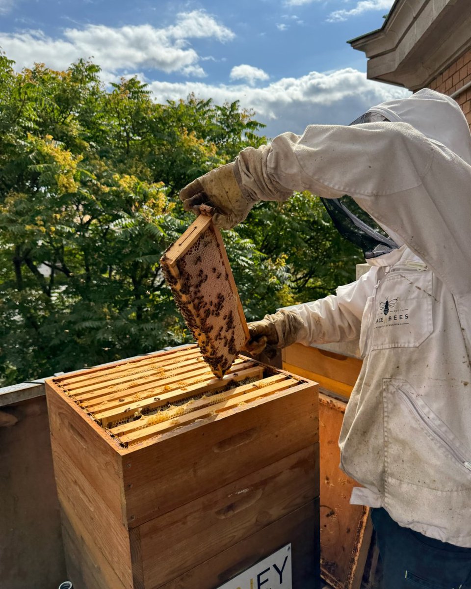 Am Standort Hannover summt es: Unser EY-Bienenstock dient als Inspiration für unsere Nachhaltigkeitsstrategie. 🐝 Denn Bienen arbeiten in perfekter Balance mit ihrer Umwelt – und dieses Gleichgewicht prägt auch unseren Ansatz!
Ein positiver Nebeneffekt? Der leckere Honig! 😋
