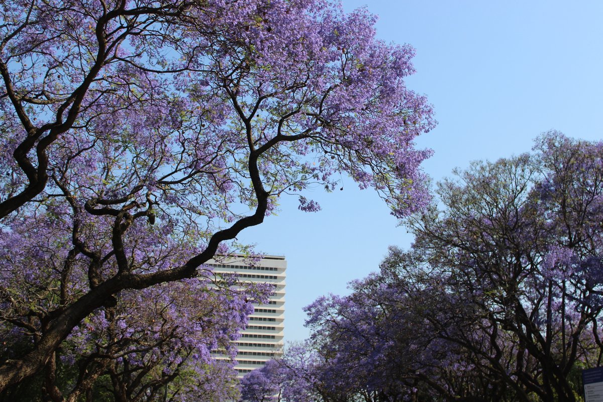 UPTuks's tweet photo. Jacaranda-lined pathways have always created beautiful scenes at UP. Which pathway is your favourite? 

#JacarandaSeason #UniversityOfPretoria https://t.co/07AmiEFCSH