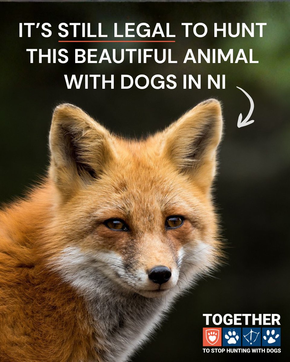 LeagueACS's tweet image. Shockingly, it is, but you can help change this. 
 
Add your name to our joint petition with @USPCA_Official and help bring an end to hunting with dogs in Northern Ireland once and for all. 

leagueacs.co.uk/ebmJI 
 
#HuntingWithDogs #TimeForChangeNI