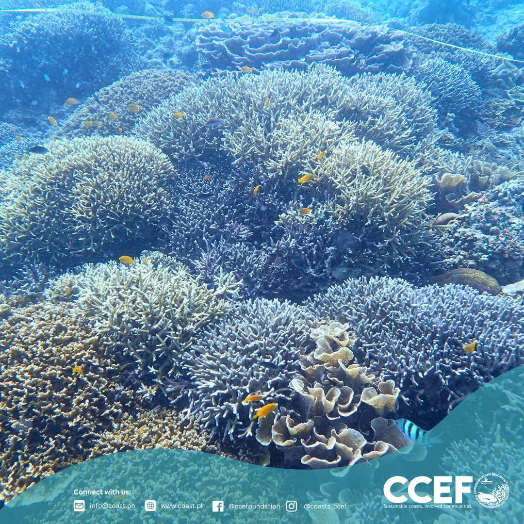 CCEF_PH's tweet image. September  16–19, 2025 | Oslob, Cebu — At the request of LGU Oslob, CCEF conducted a Biophysical Assessment and IEC campaign in seven coastal barangays: Mainit, Hagdan, Bonbon, Lagunde, Daanglungsod, Calumpang, and Alo.

𝘙𝘦𝘢𝘥 𝘮𝘰𝘳𝘦: coast.ph/.../ccef-valid…