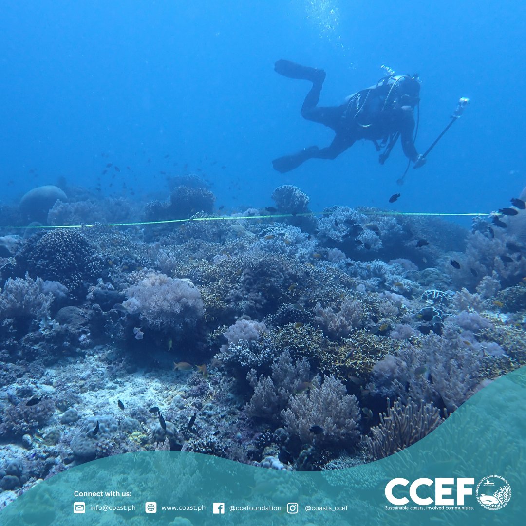 CCEF_PH's tweet image. September  16–19, 2025 | Oslob, Cebu — At the request of LGU Oslob, CCEF conducted a Biophysical Assessment and IEC campaign in seven coastal barangays: Mainit, Hagdan, Bonbon, Lagunde, Daanglungsod, Calumpang, and Alo.

𝘙𝘦𝘢𝘥 𝘮𝘰𝘳𝘦: coast.ph/.../ccef-valid…