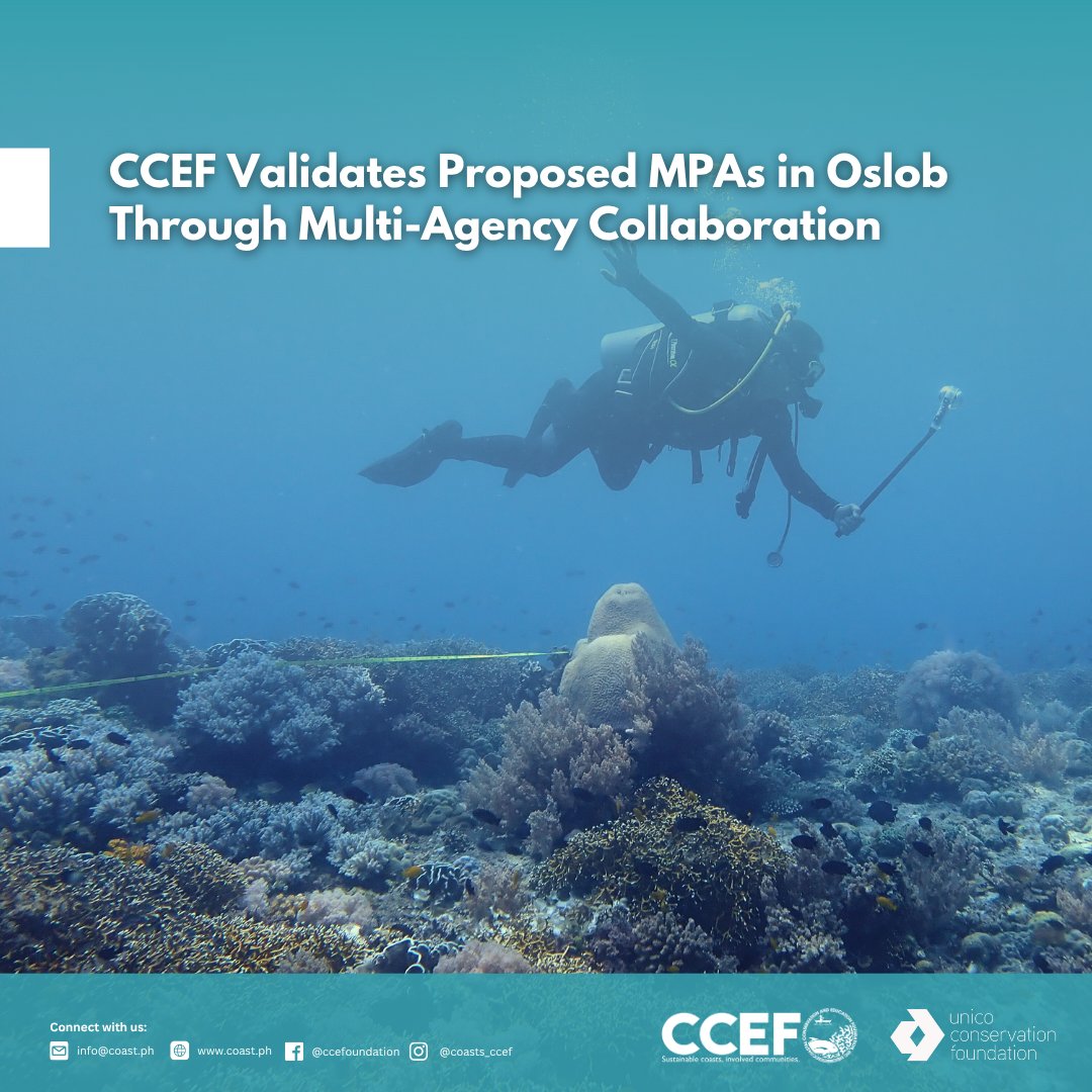 CCEF_PH's tweet image. September  16–19, 2025 | Oslob, Cebu — At the request of LGU Oslob, CCEF conducted a Biophysical Assessment and IEC campaign in seven coastal barangays: Mainit, Hagdan, Bonbon, Lagunde, Daanglungsod, Calumpang, and Alo.

𝘙𝘦𝘢𝘥 𝘮𝘰𝘳𝘦: coast.ph/.../ccef-valid…