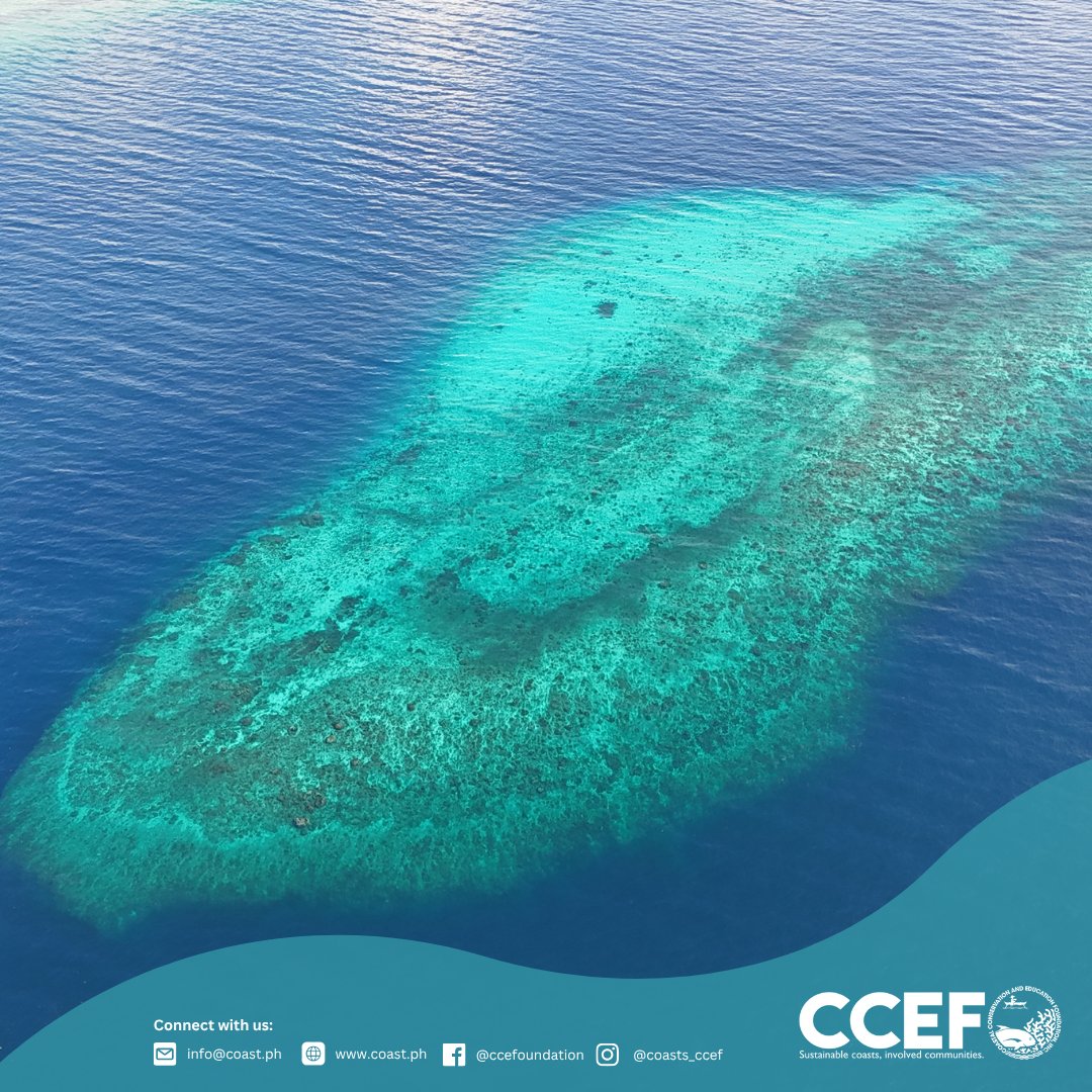CCEF_PH's tweet image. September  16–19, 2025 | Oslob, Cebu — At the request of LGU Oslob, CCEF conducted a Biophysical Assessment and IEC campaign in seven coastal barangays: Mainit, Hagdan, Bonbon, Lagunde, Daanglungsod, Calumpang, and Alo.

𝘙𝘦𝘢𝘥 𝘮𝘰𝘳𝘦: coast.ph/.../ccef-valid…