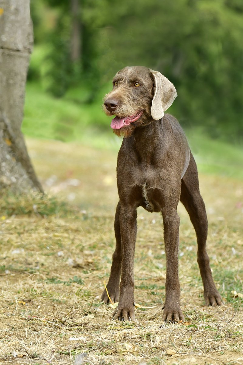Magazine_CDC's tweet photo. 🐕 62 ans de passion pour le Cesky Fousek, le Barbu Tchèque, chasseur infatigable et élégant.
Et son cousin slovaque, le Braque à poil dur, n’a rien à lui envier. 
👉https://t.co/7IDZ3zAKsI
#ChienDeChasse #CeskyFousek #BraqueSlovaque https://t.co/xQLW54RQwI