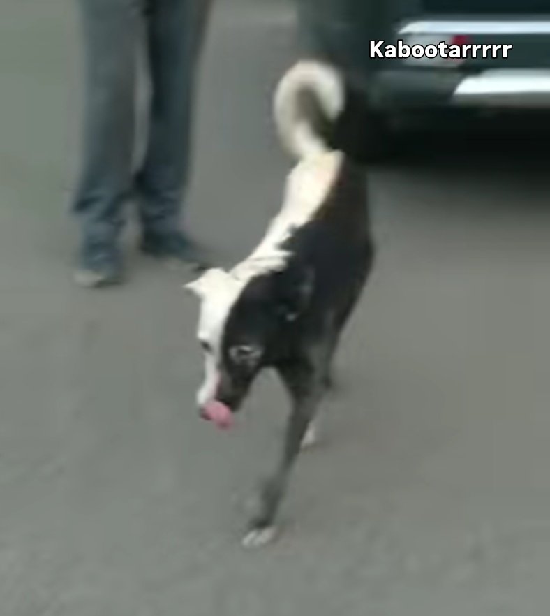 perro de la sabiduría tweet media