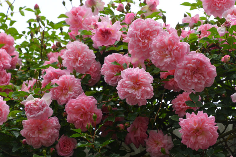 バラの家 公式本店 Rosa Orientis on X