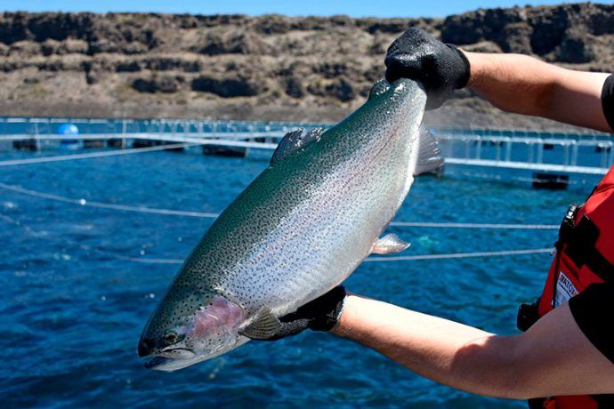 Argentina logró apertura de cuatro mercados para ovas de trucha arcoíris | revistapuerto.com.ar/2025/10/argent…