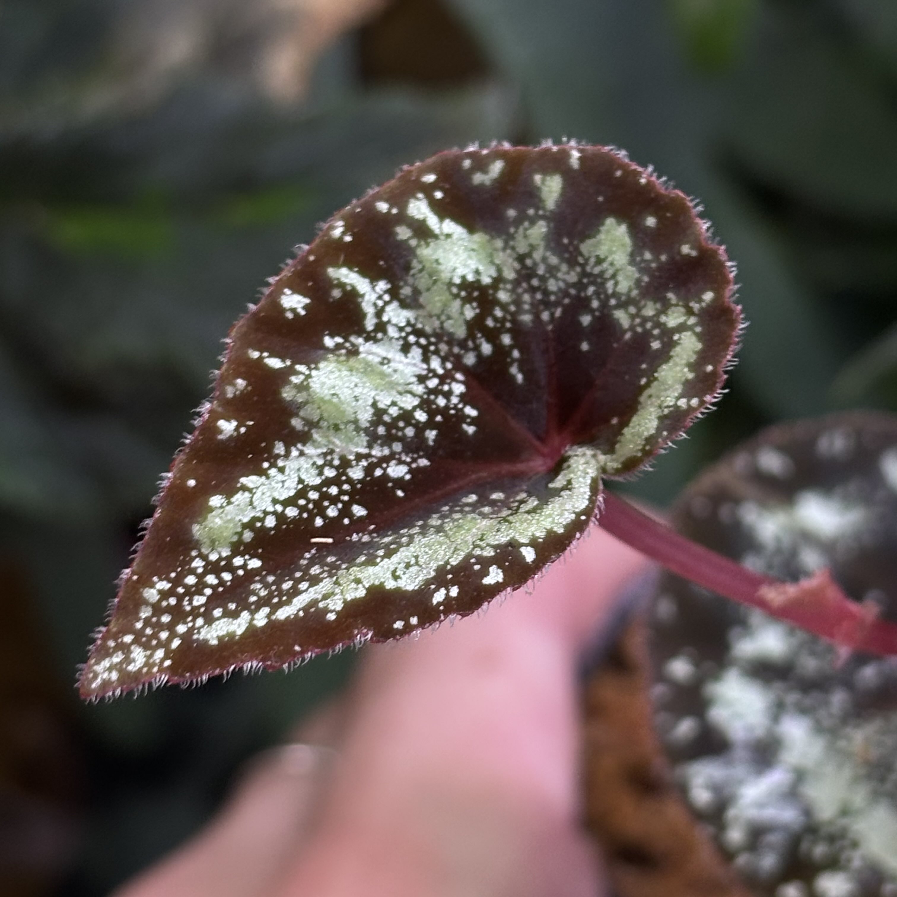 Begonia sp.Thailand 原種ベゴニア ギャラクシータイプ 銀河 Begonia