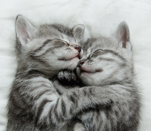 Sweet Dreams
おやすみニャンコ
#猫好きさんと繋がりたい #ねこかわいいね #Cats