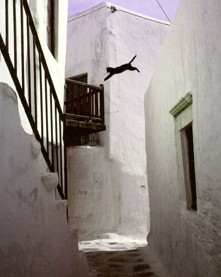 From “Cats in the Sun”, Greek Islands, published 1994 by Hans Silvester.
