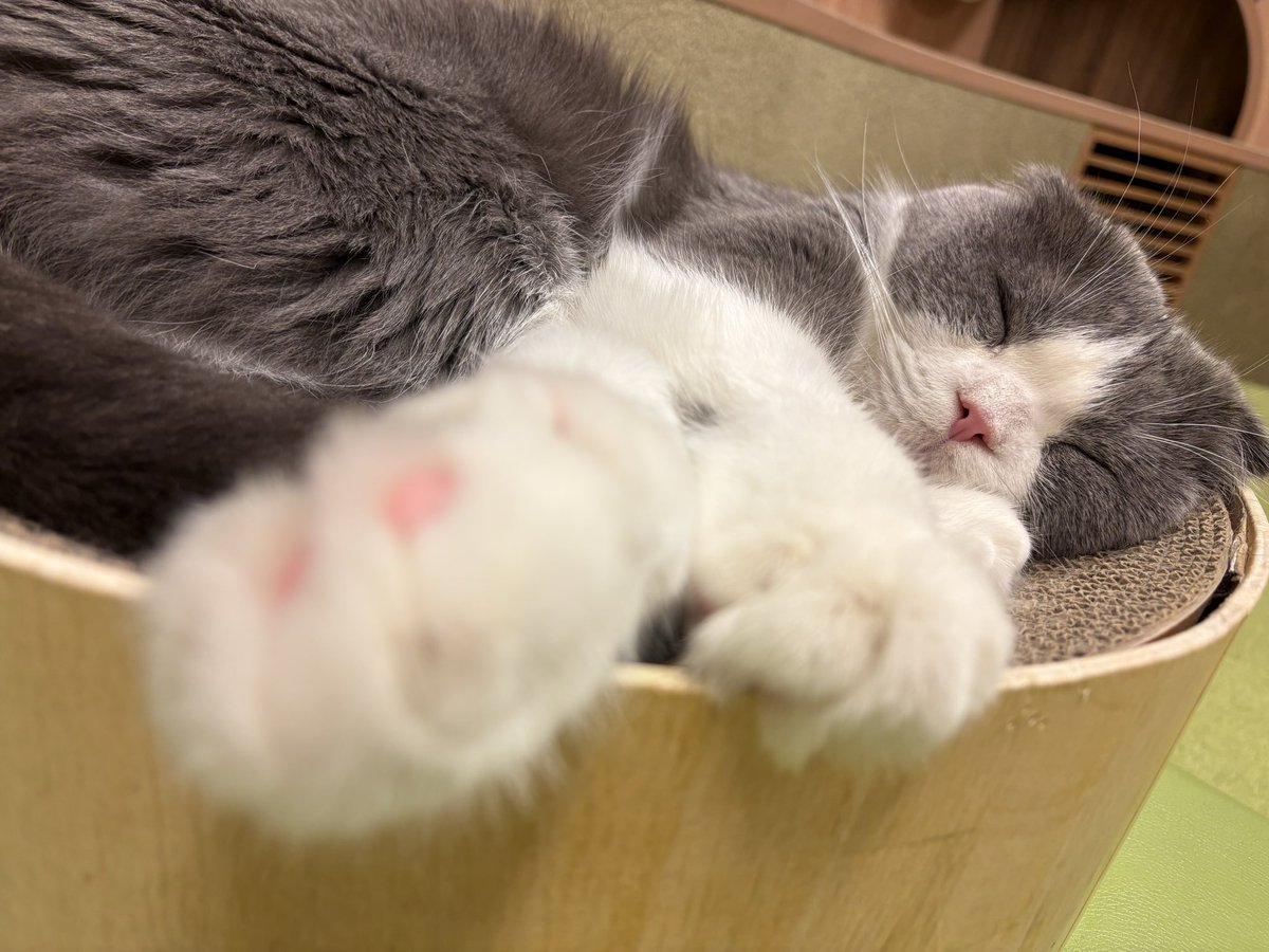 こんばんは🌙🧸

ただいま店内まったりです💭
お仕事帰りにぜひ寄っていってください🐈🍵

すやすやしらたま😴