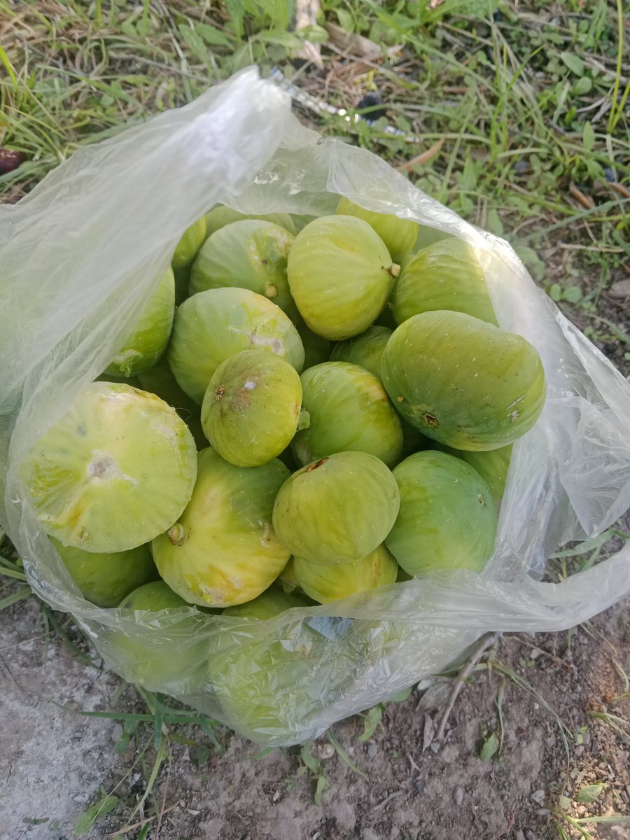 Kasaba Bardacık İnciri, bu sabah.
Meyve verimi Kasım ayına dek sarkacak gibi. İncirin kıt zamanında bu özellik çok değerli.