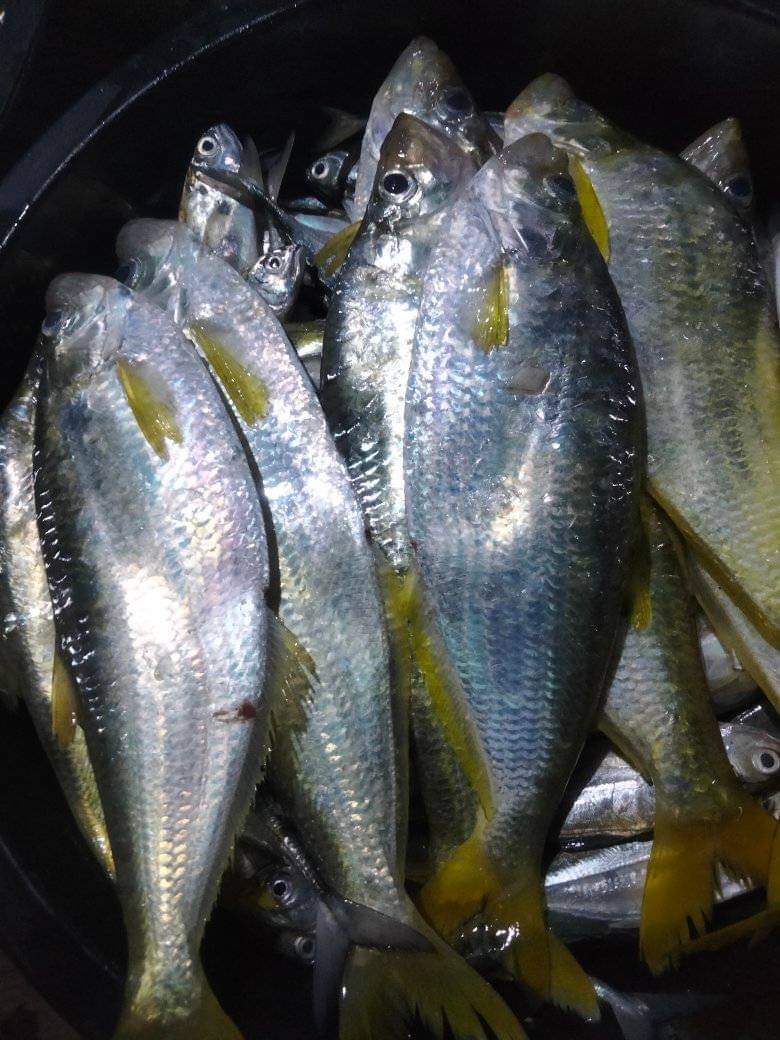 SUGIANT59834347's tweet photo. Senin(21/07/25) Sugianto,Luhkan Kab.Inhil,di KUB Lumba-lumba Kel.Tagaraja tangkapan Ikan Puput 15 Kg/35.000/Kg,dengan api Jaring Insang Gill Nett, bulan Juli 2025
#GiatLuhkanSatminkalMedan #Inhil
#Tangkap #bpppmedan_bppsdmkp https://t.co/jaADtzSq6K