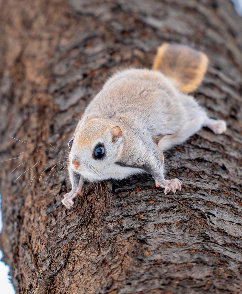 四つん這いエゾモモンガです