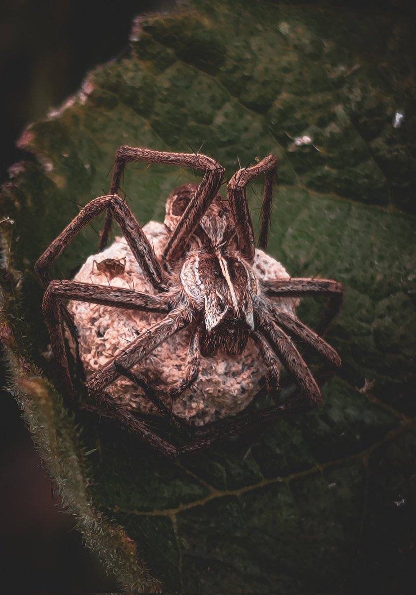 psychoticstate's tweet image. Mine. 
#spookymonth #spiders #photography