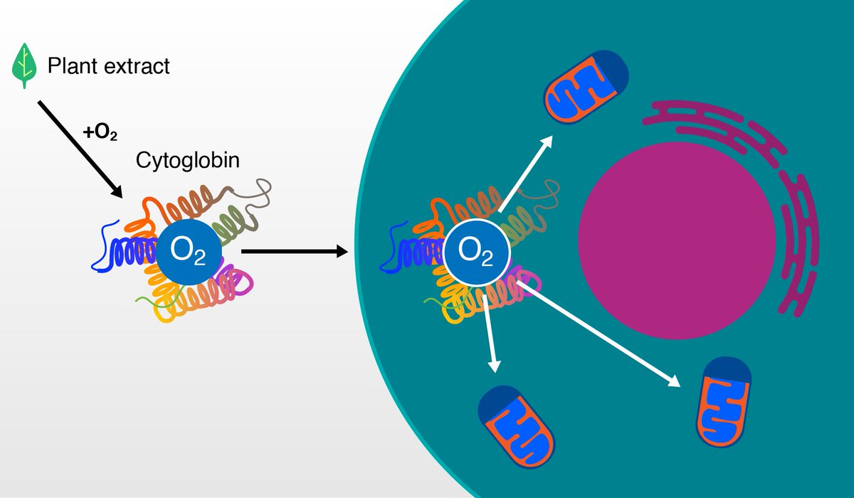 Cosmeticsmdpi's tweet image. #OpenAccess #Article
📑Title: Stimulation of #Cytoglobin Expression and Improvement in ROS-Related Aging #Markers in #Skin Cells with #Tropaeolum majus Extract 
Authors: Andrea Cipriano et al.
📌 brnw.ch/21wWHhz