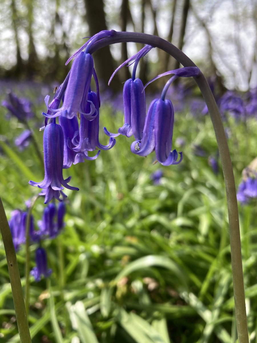 Who is missing our English Bluebells?

A bluebell a week until they wake again next year #8