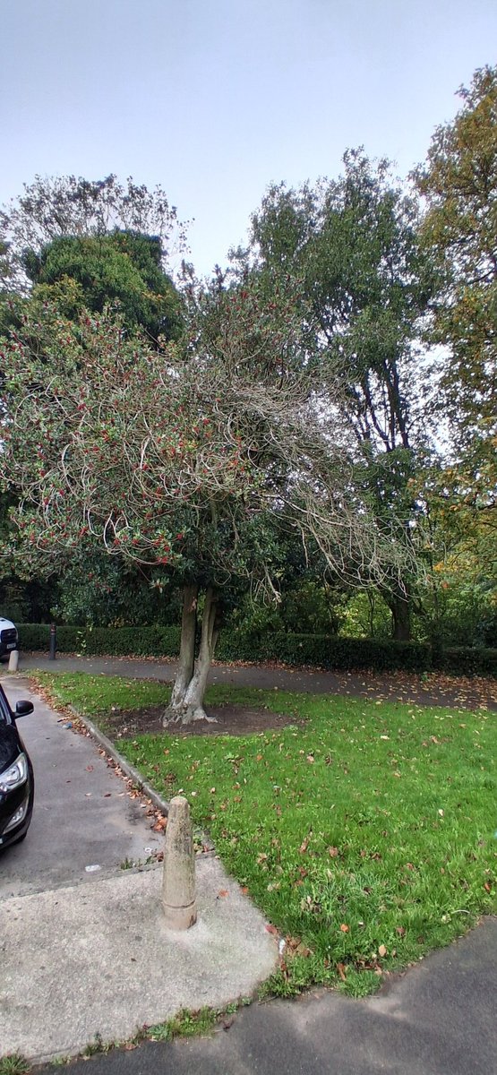 1AnneMcCormack's tweet image. I like this one at #Thatto Heath library. @sthelenscouncil #libraryservice
