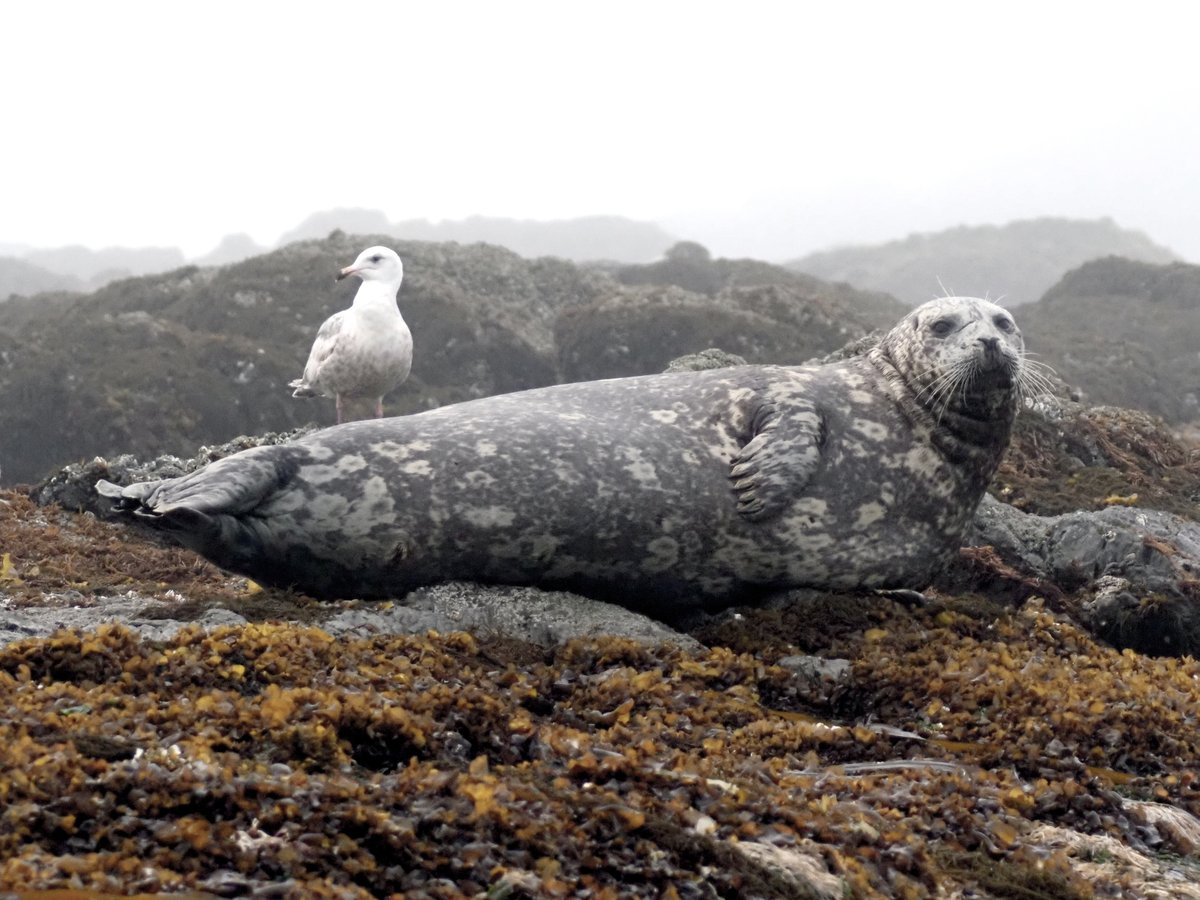 ぴすぴす tweet media