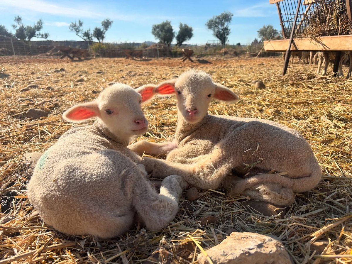 Les agnelages ont démarré au domaine de mon père ! ❤️

#jaimelespaysans #agriculteur #agriculture #FrAgTw