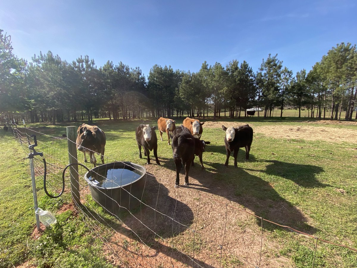 JohnMorgan64's tweet image. Good morning all from my little farm in Georgia