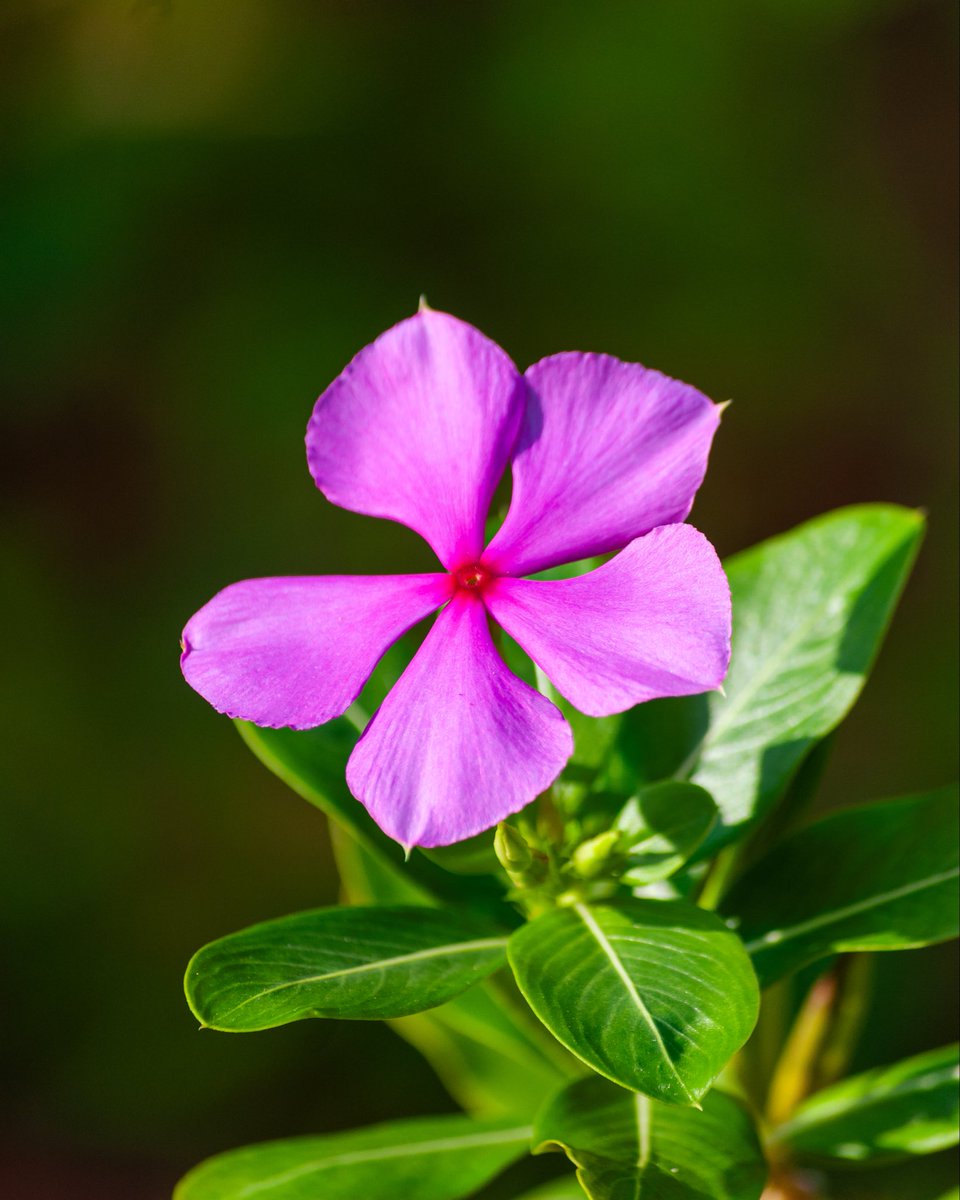 Yathin_JP's tweet image. Posted these to IG already but these were my favs from my trip to Kerala