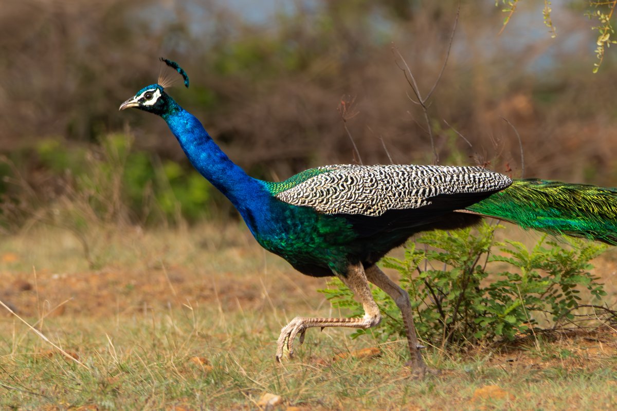 rahul_rajguru's tweet image. A male Indian Peafowl on the run after seeing human presence in a secluded and undisturbed forest of South India.