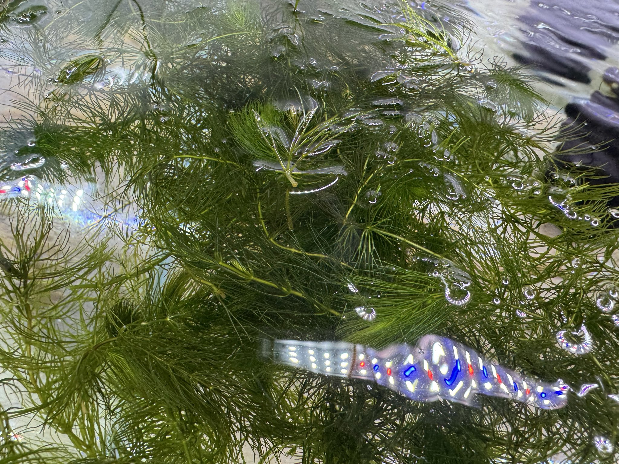 かねだい横浜店 on X: 