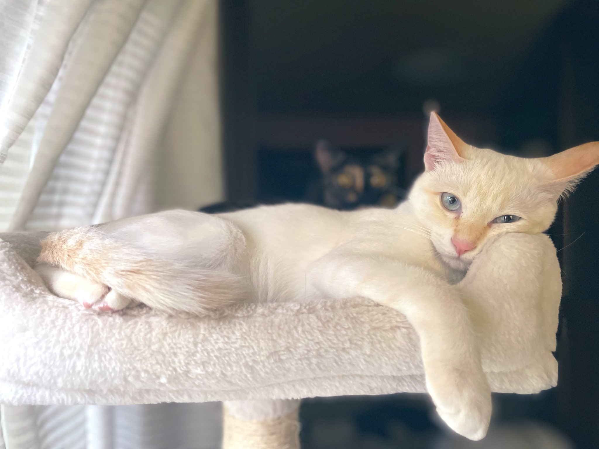 ❤️アカネコ様❤️ 漂亮的大海🌊