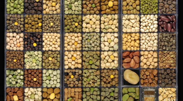 CzemborH's tweet image. RT: John Innes Centre
➡️"Today is #WorldBreadDay! 🌾🍞
- Did you know that #wheat, a key component 
of #bread, is the world’s leading source 
of dietary plant-based protein?
➡️ okt.to/6iGnmQ
Our #wheat related stories are on our website."
➡️ #plantbreeding #genebank