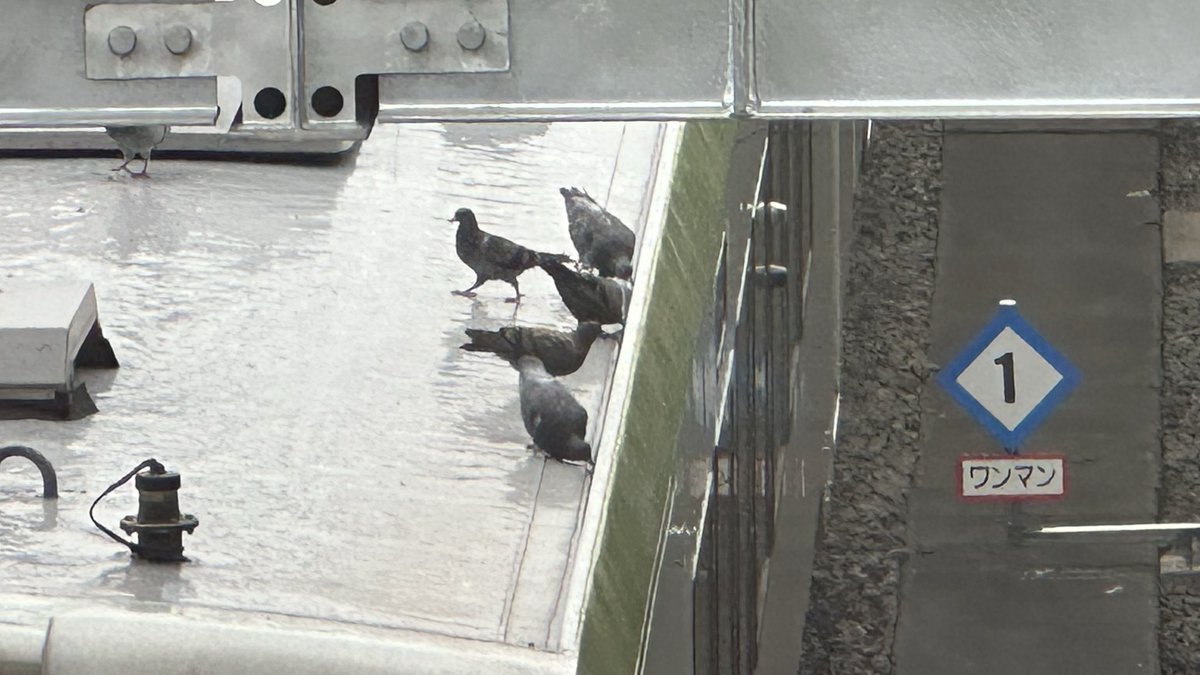 marsh_pointed's tweet image. 先日の休みは遅起きからの久し振りに鐵活。
もうすぐ居なくなるからね、気動車好きだから寂しいよ。自宅から1時間かからずときがわ町まで行けるから、近いうちにもう1回ぐらい乗りに行きたい。そん時は高崎方面行こな。

🐦🐦🐦