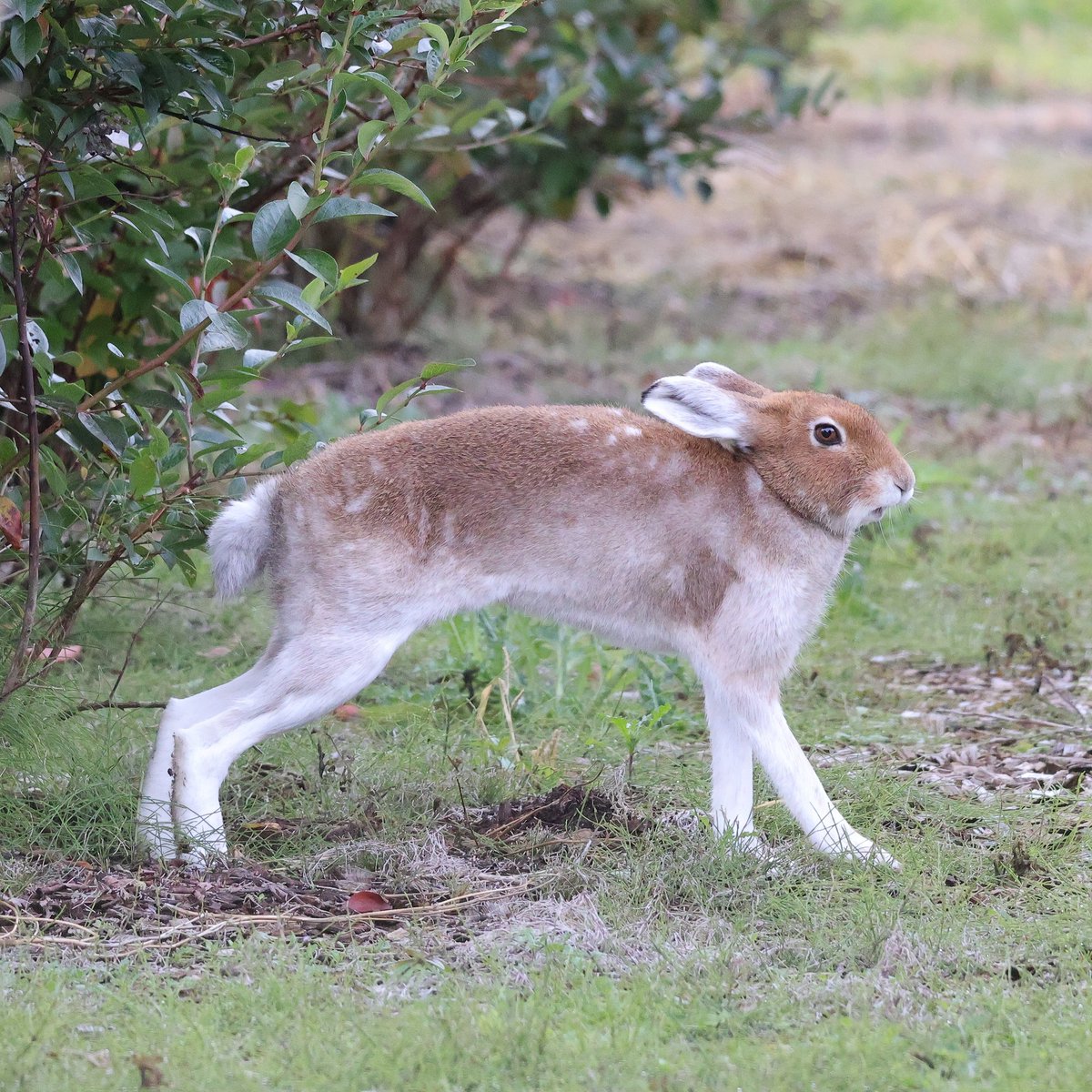 換毛が本格的に始まった野生のエゾユキウサギさん。素敵な足が長すぎて別の生き物にすら見えてきます。背中のまだら模様がなんとも良い味を出して可愛いです。