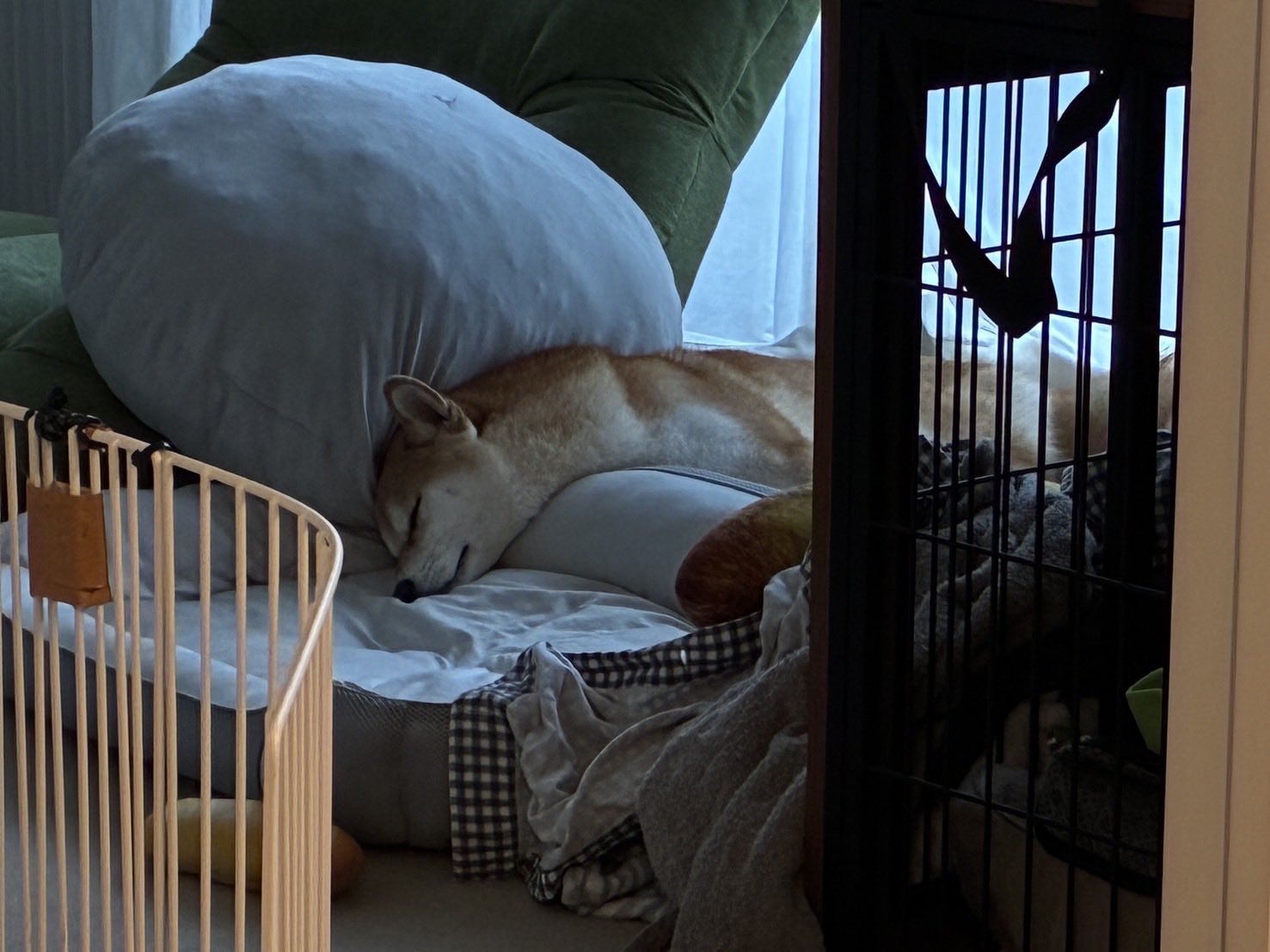 もなかまるページです。 名犬もなかまる (@meikenmonaka0) / X