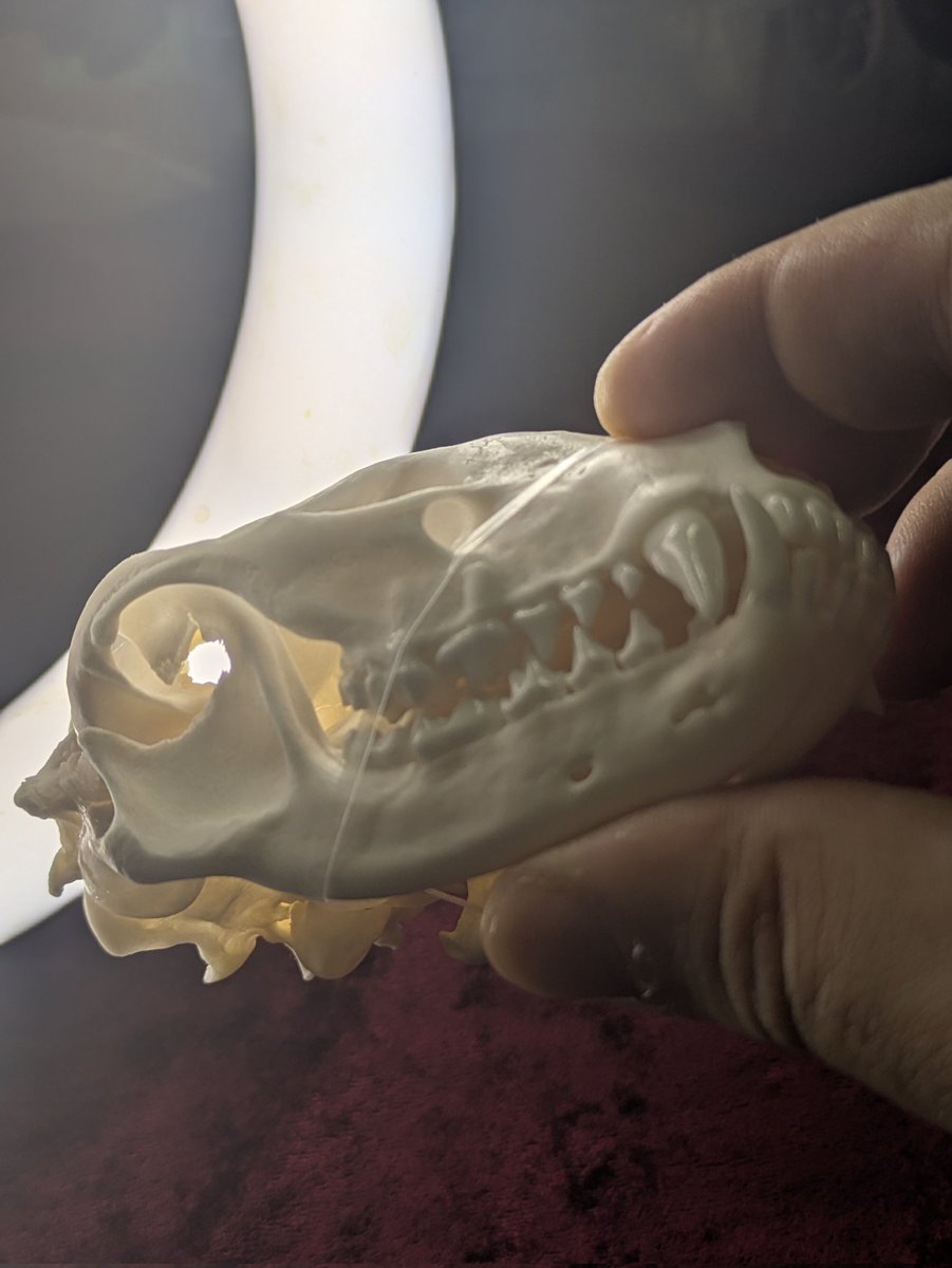 いきもにあ10/18〜19
京都みやこメッセ:L314
スカルチュラさん、はにわや工房さんと並んでの出店です。
新作deathcast、頭骨、骨パーツと一緒にお待ちしてます！