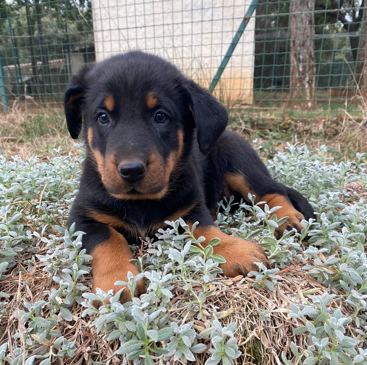 AlphaCast tweet media