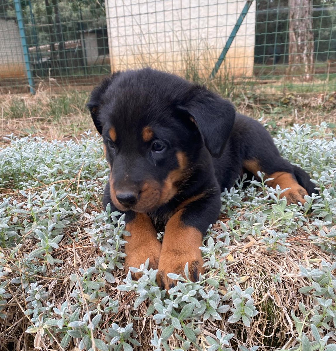 AlphaCast tweet media