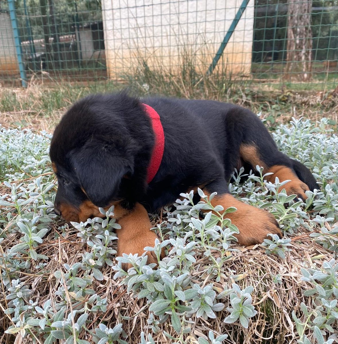 AlphaCast tweet media