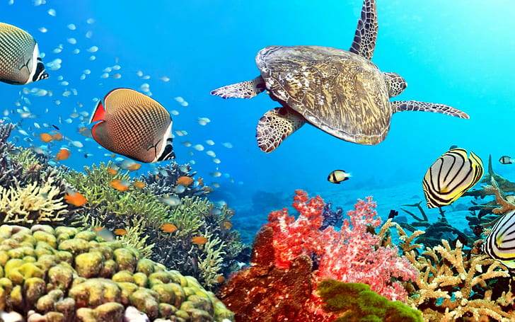 MyBeauDes's tweet image. Swimming with the turtle. It is so nice.
Amazing nature, WE, humans have to respect it.
#mbdtravel #travelinspiration #nature #nature撮影会
