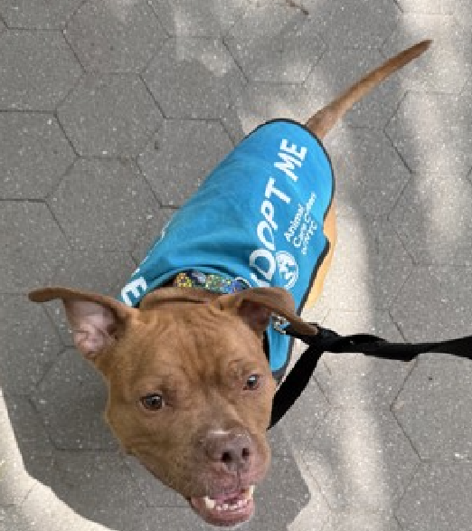 NMBewitched's tweet photo. #BackyardBarks
#MACC #NYCACC
Maple Honey, I have no idea why he is overlooked😩
https://t.co/ejyODMRrqx
#AdoptMe
A foodie, wrapped in a warm loving body
He is excited at first to go for walks but a regular routine will help him settle at home
Affectionate, sweet & loving
Imagine a life w/ him filled with happy moments