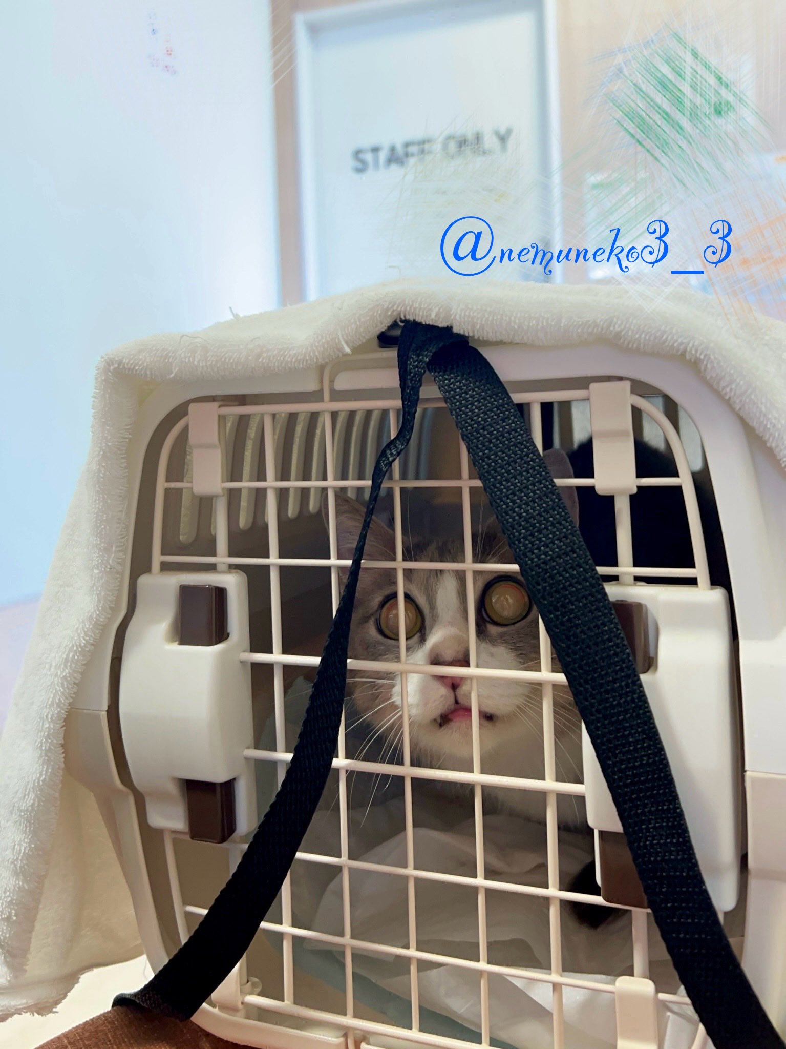 ねむねこページ ねむねこ (@nemuneko3_3) / X