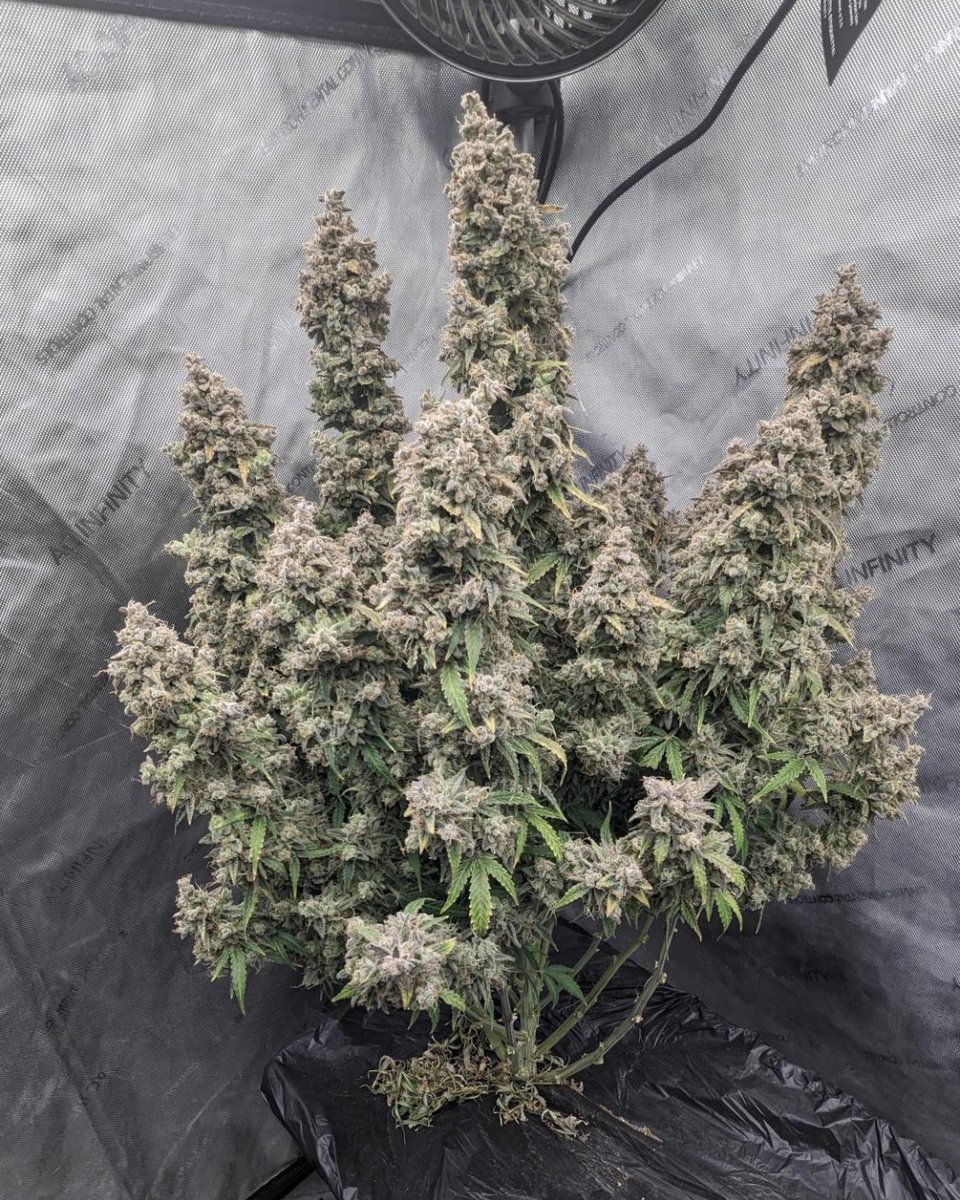 💨4⃣2⃣0⃣ HIGH GIVEAWAY💨
NEW LOGO SOCKS + TEXTIL POT+T-Shirt
10 seeds of your choice
You know what to do:
• Follow fast_buds
• Tag 3 friends
• Like + Retweet We will announce the winners next week! Good luck!🤞
Get 15% OFF with the code TWITTER
Blue Dream Auto by thestonedchef