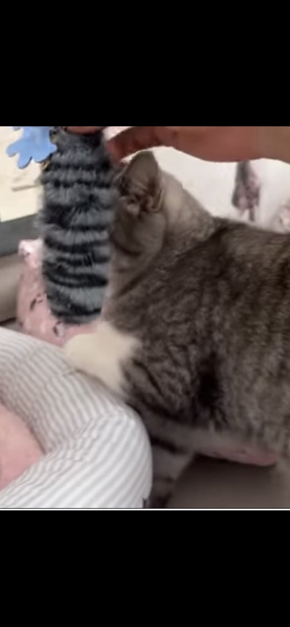 もちまる もちまる日記 – търсене / X