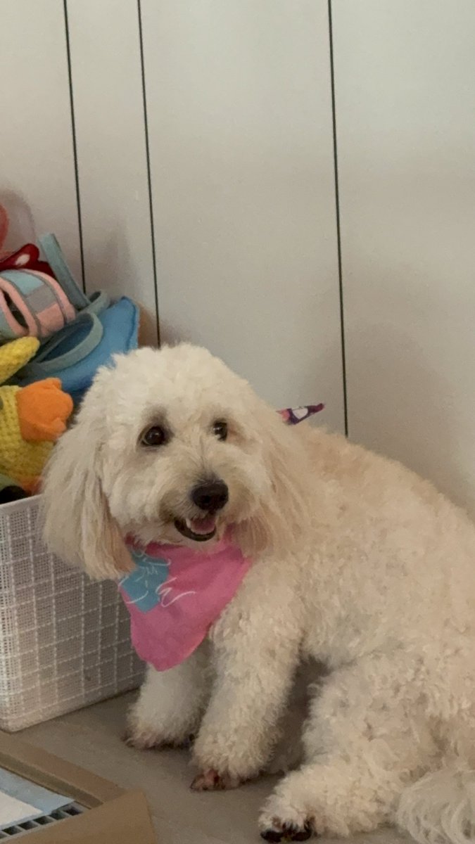 AnnieTran122's tweet photo. This is my friends dog Baghu. What if she had her own meme coin? #BaghuCoin https://t.co/0X527vjPMF