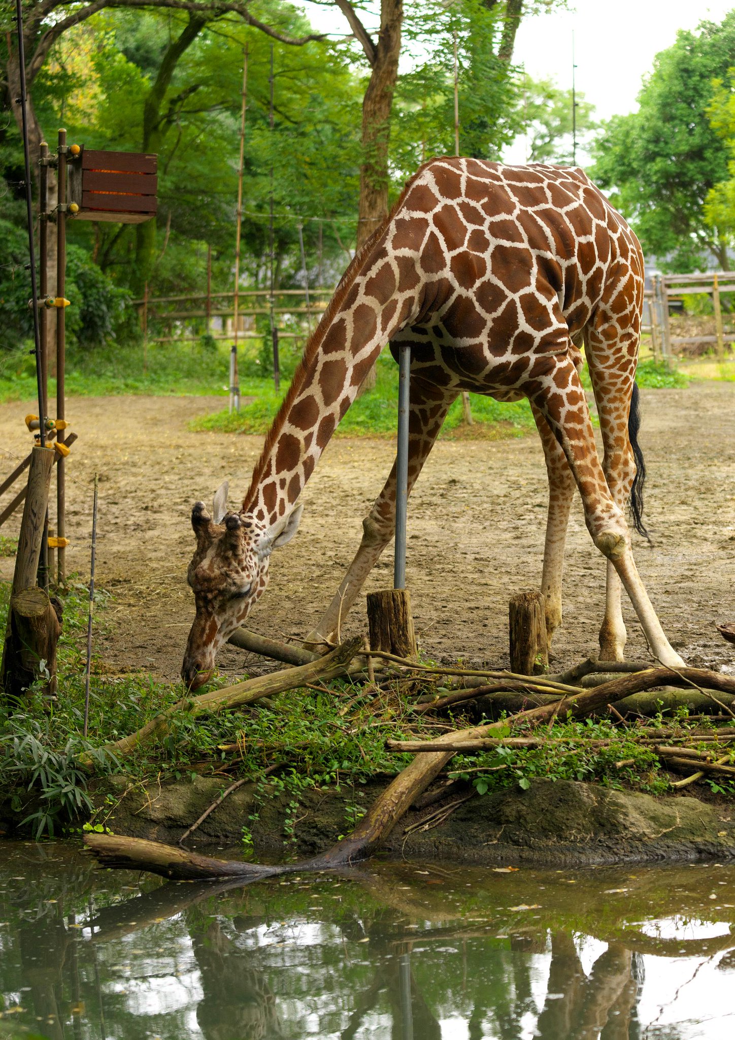森の中の動物園 ぬ～ on X: 